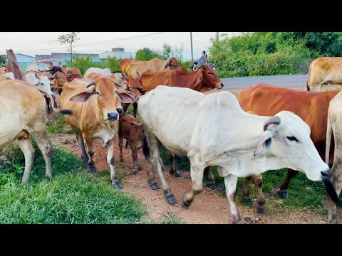 Mengiring Sapi Lembu di Desa Gembala Menuju Ke Kandang Peternakan Hewan Ternak - Bunyi sapi