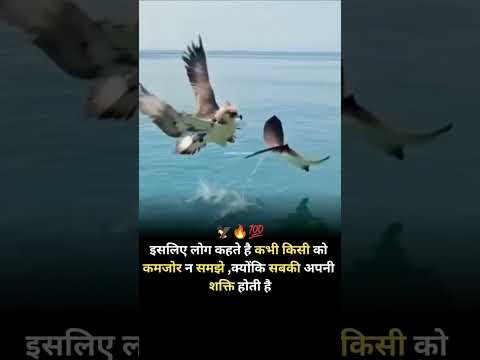 🦅🔥💯_कभी_किसी_को_कमजोर_न_समझे__videos__#strongmindset__#powerstroke__#positivevibes__#motivation