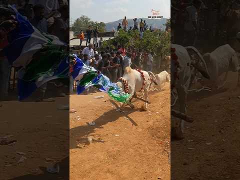 ? Power Full Bull ?Maas Entry | Ramireddy Palli Jallikattu ?#chittoorjallikattu#runwithvinay#bullrun