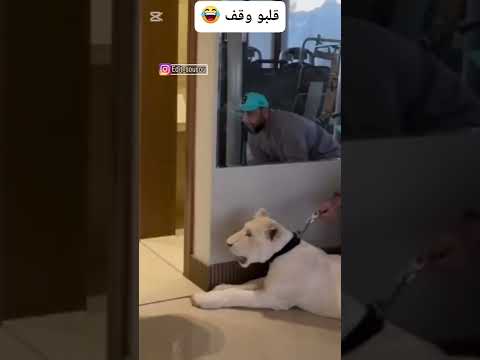 #اكسبلور #هتضحك #comedy #ضحك #تحشيش #funny #تحشي #دويتو #كوميديات #ترند
