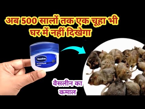 आनेवाले 100 सालों तक एक चूहा भी घर में नहीं दिखेगा 😱 rid of mouse/ chuhe bhagane ka tarika