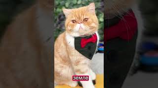 Кот Харитон жмет на кнопки и предсказывает будущее. Разоблачение