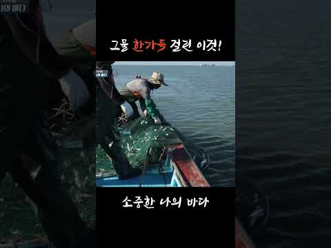 이 생선, 윗지방에선 귀한데.. #shorts