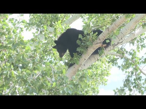 Evening Webcast: Sept. 2, 2013