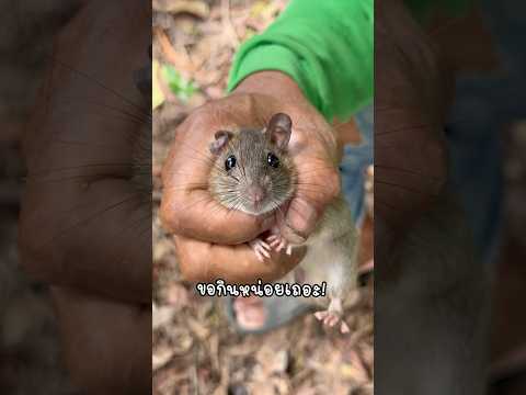 ทดสอบสเปรย์ไล่หนู " มันจะใช้ได้ผลมั้ย? " #ช่องโอเล่ #ลุงมีของดี