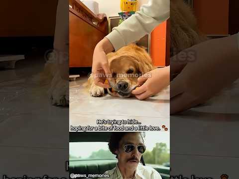 He Never Asked for MoreโOnly Your Love ๐พ๐ #dog #shorts #viral #sad