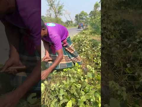 বুদ্ধিমান কৃষক রাস্তার পাশে কলই চাষ করে‘ছেন #shorts #agriculture #farming