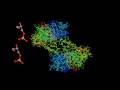 Enzymes and Glycolysis Processes