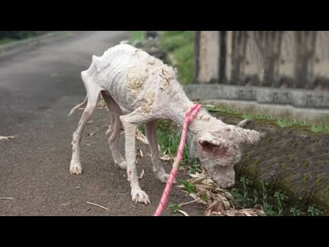 Rescued From 'Dog Farm', Three Puppies Are  Happy Like Kids Get Candy On Their First Walk...