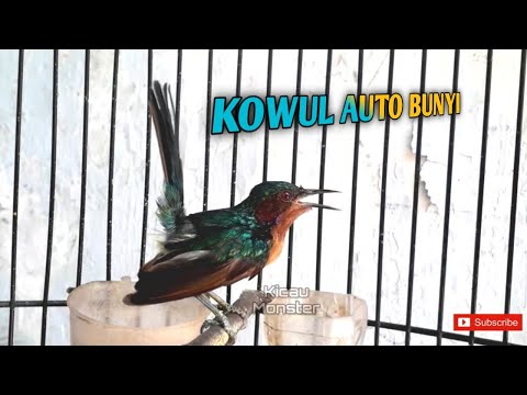 Sekali play kolibri wulung langsung bunyi 🔥