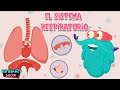 Sistema Respiratorio Humano