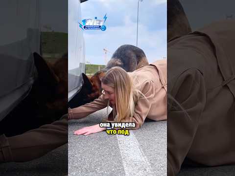 Собака пыталась привлечь внимание девушки ?