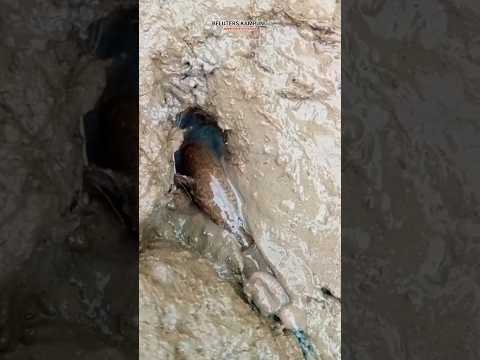 Belut seperti ini biasanya jarang makan #mancingbelut