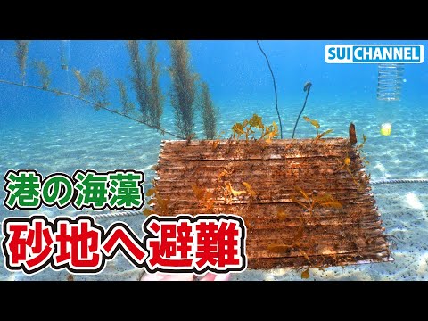 成長差が凄い！港で魚に食べられた海藻を砂地に避難【アカモク栽培】