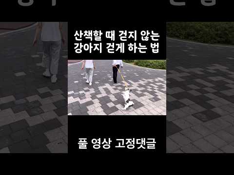 🔥500만🔥걷지 않고 버티는 강아지 행동교정법