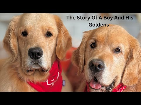 The Beautiful Story Of Sterling And Colin The Goldens | And Their Human Brother Tyler