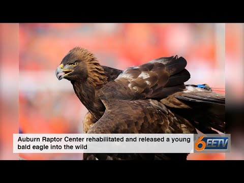 Thursday News Tidbit: Raptor Rehabilitation