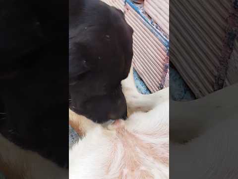 1 Md views #love #funny #puppy #ytshorts #animals #dog #farimbreeding #subscribe #like #shorts