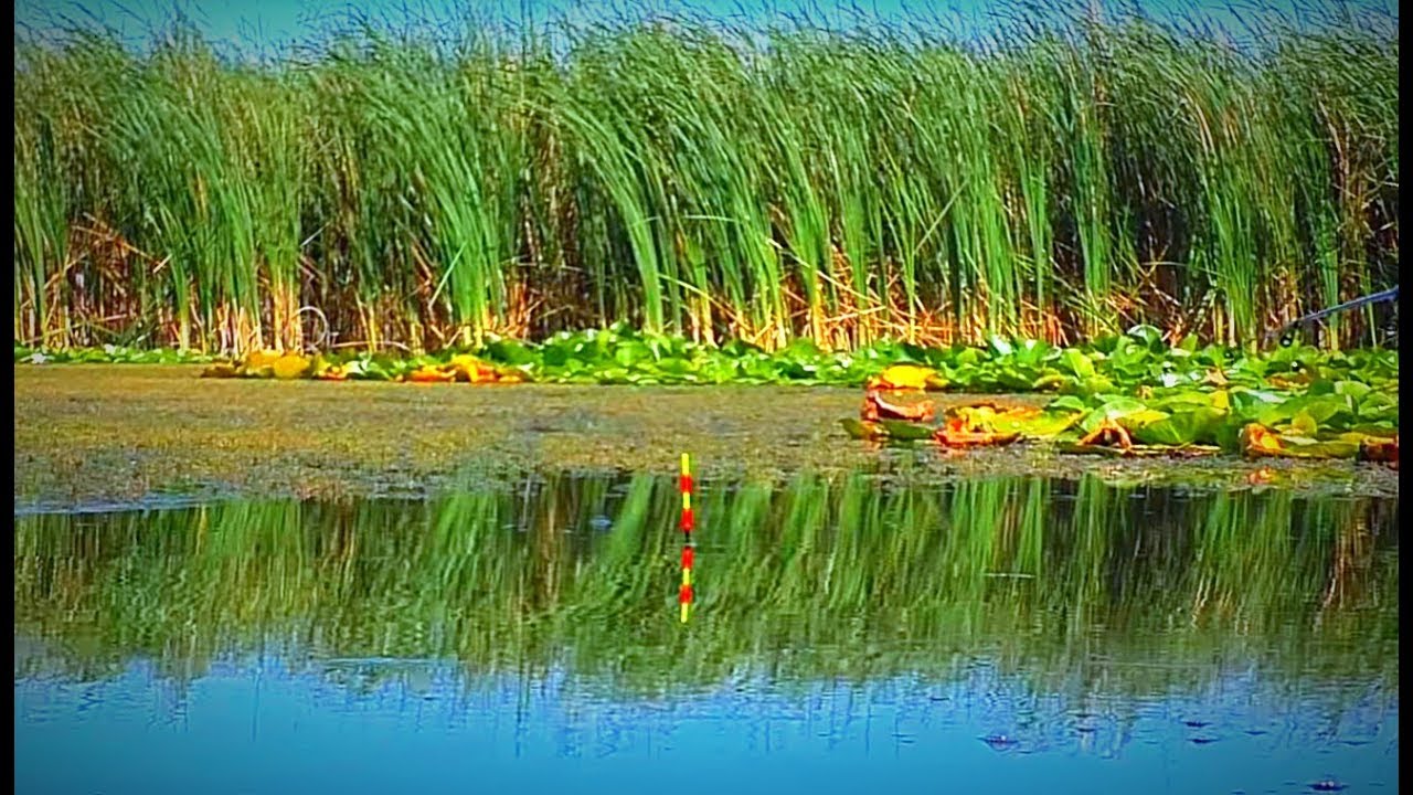 ВОТ ЭТО РЫБАЛКА НА КАРАСЯ Ловля крупного карася. Очень много карася.