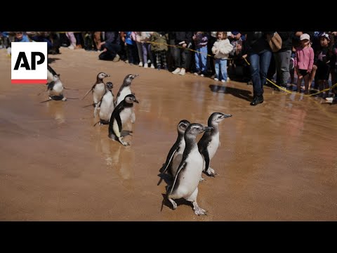 YouTube video thumbnail: Magellanic Penguins Released Back to the sea in Uruguay
