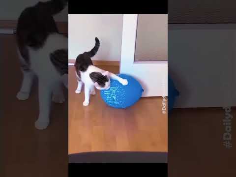 Funny Cats Doing Weird Things @AwwPets #shorts