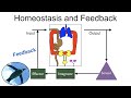 Exploring Homeostasis and Feedback Mechanisms