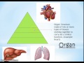 Exploring Body Organization and Homeostasis