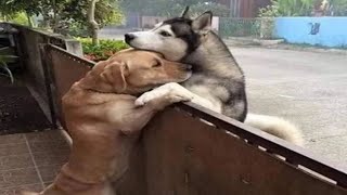 Tumor in the Ear, Wound in the Heart: From Chains to a Last Embrace for a Friend.