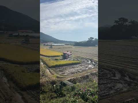 대덕읍 아곡리 YANMAR YH7140 수렁논 얀마콤바인