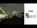 Dragonfly Biology and Behavior