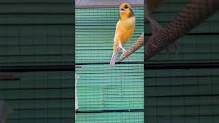 #canary #birds sound