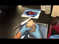 Heart Anatomy and Function Assessment