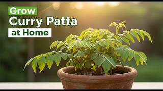 How to Grow Curry Patta Plant at Home | Fast Growth Tips & Best Care