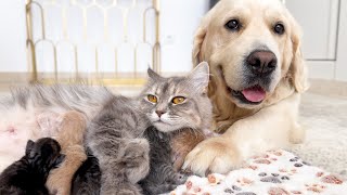 Dog Babysits Kittens! Golden Retriever Helps Mom Cat with Her Babies