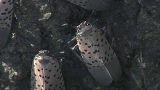Spotted Lanternfly now officially in all Connecticut counties