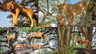 Wild Inside : Lion 🦁 🐅 Jungle in Life africa 🇿🇦 || Jeetpuria Janab Video 
