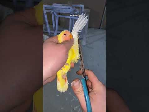 Xuanxia parrot, bird raising experience sharing, lovebird, talking parrot, bird cage and birdwar