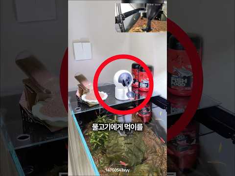 스마트 카메라로 물고기 밥 주는 천재적인 방법 🤯