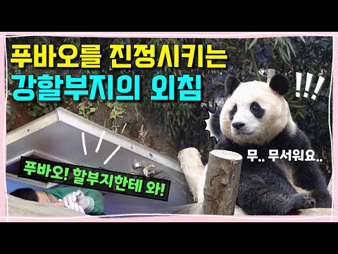 [ep.221] 천둥번개에 놀란 푸바오를 빠르게 진정시키는 강할부지의 뜨거운 외침!!🔥🙋🏻‍♂️또 한번 새롭게 성장하는 푸바오를 사랑으로 응원해주세요♥️ㅣ에버랜드 판다월드