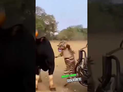 búfalo defiende a su cría de un tigre
