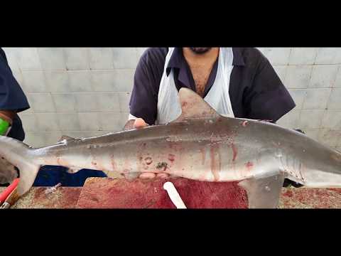 10 KG Shark Fish Cutting|| Unbelievable Shark Fish Cutting Skills 2023|| Shark Fish Meat Cutting