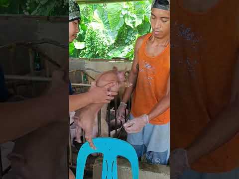 PIGLET CASTRATION ISA LANG ANG ITLOG#shorts