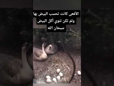 سبحان الله #جمعة_مباركة #اكسبلور