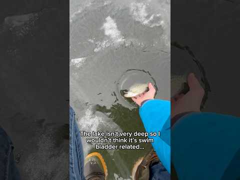 Any of you ever seen this on the ice? #icefishing #fishing #fishinglife #shorts #viralvideo
