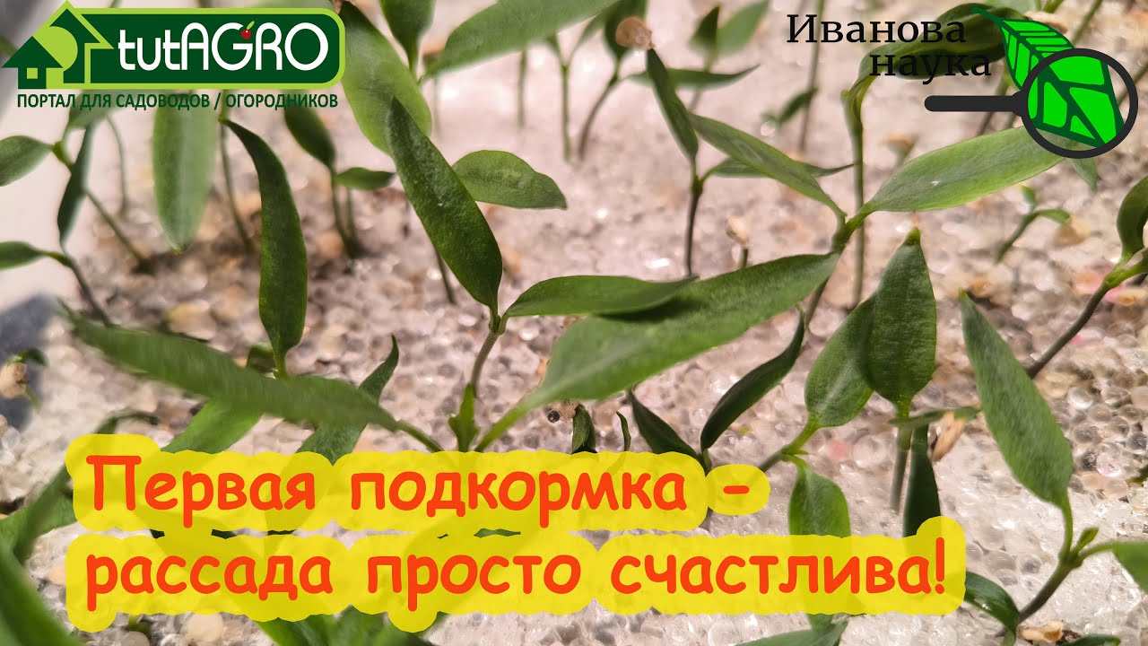 Гораздо лучше кристалона! Запомните этот рецепт пригодится на весь сезон. Сухая удобрительная смесь