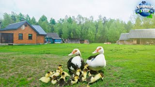 видео