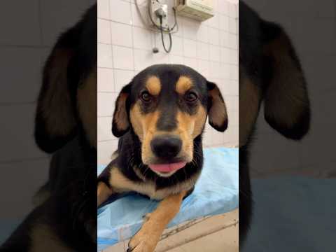 3 Dogs 🐕 Sterilization Done ☑️ #shortsfeed #shelter #shorts #animals #sterilization #vlog #youtube