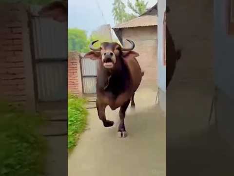 🙏😜এই গরু তরমুজ ক্যান্ডি খাবি😜🙏@Kamalmilivlogs-p2z#shorts#comedy#funny#youtube_shorts#🙏