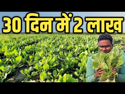 Earn ₹2,00,000 in Just 30 Days with Spinach Farming | एक एकड़ से 30 दिन में 2 लाख पालक की खेती