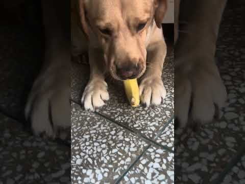 😘#petshub #labrador #petvideos #pitbull #puppy #puppies #dogbreed #funny #dogs
